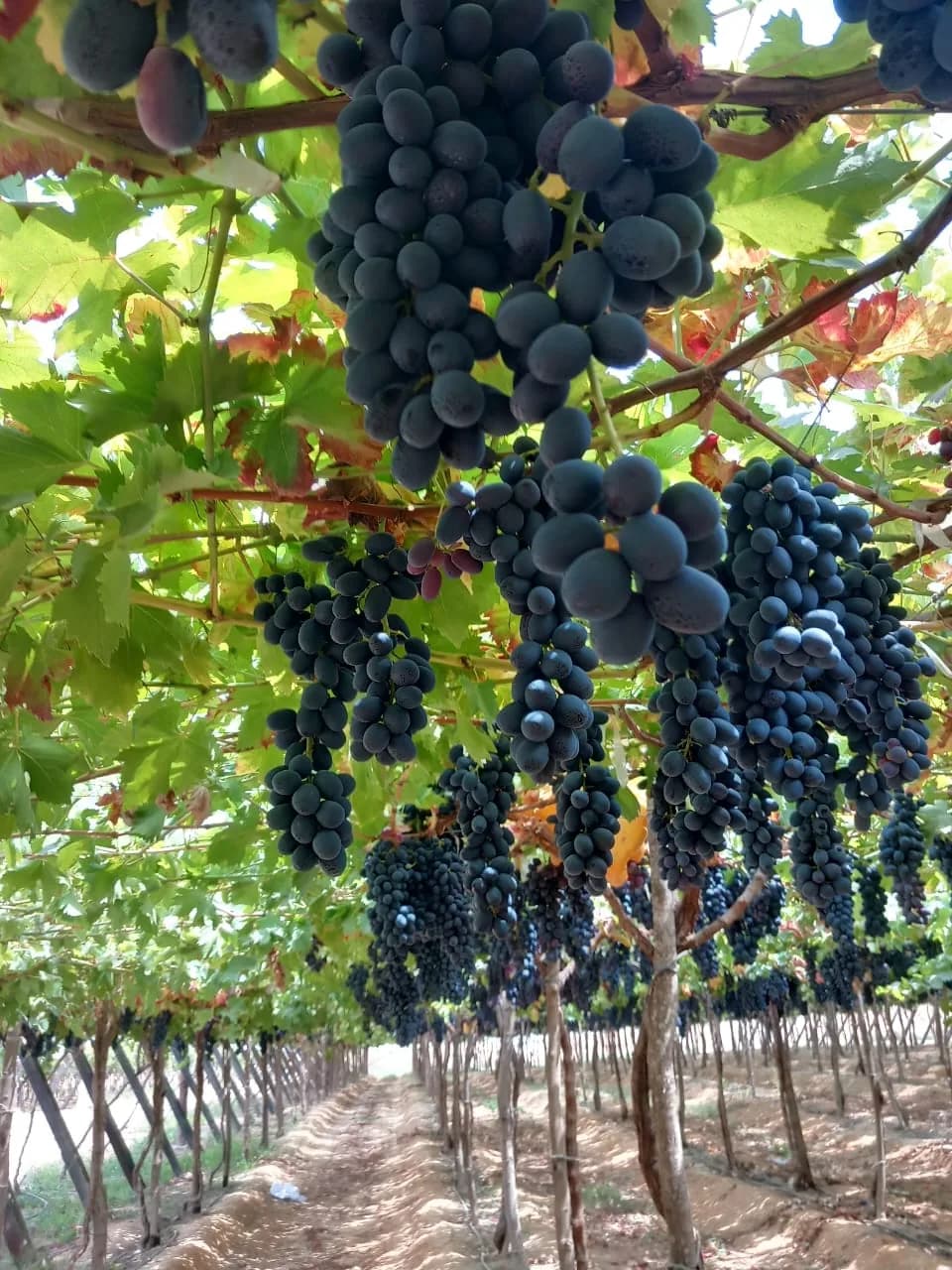 Black seedless grapes from Egypt