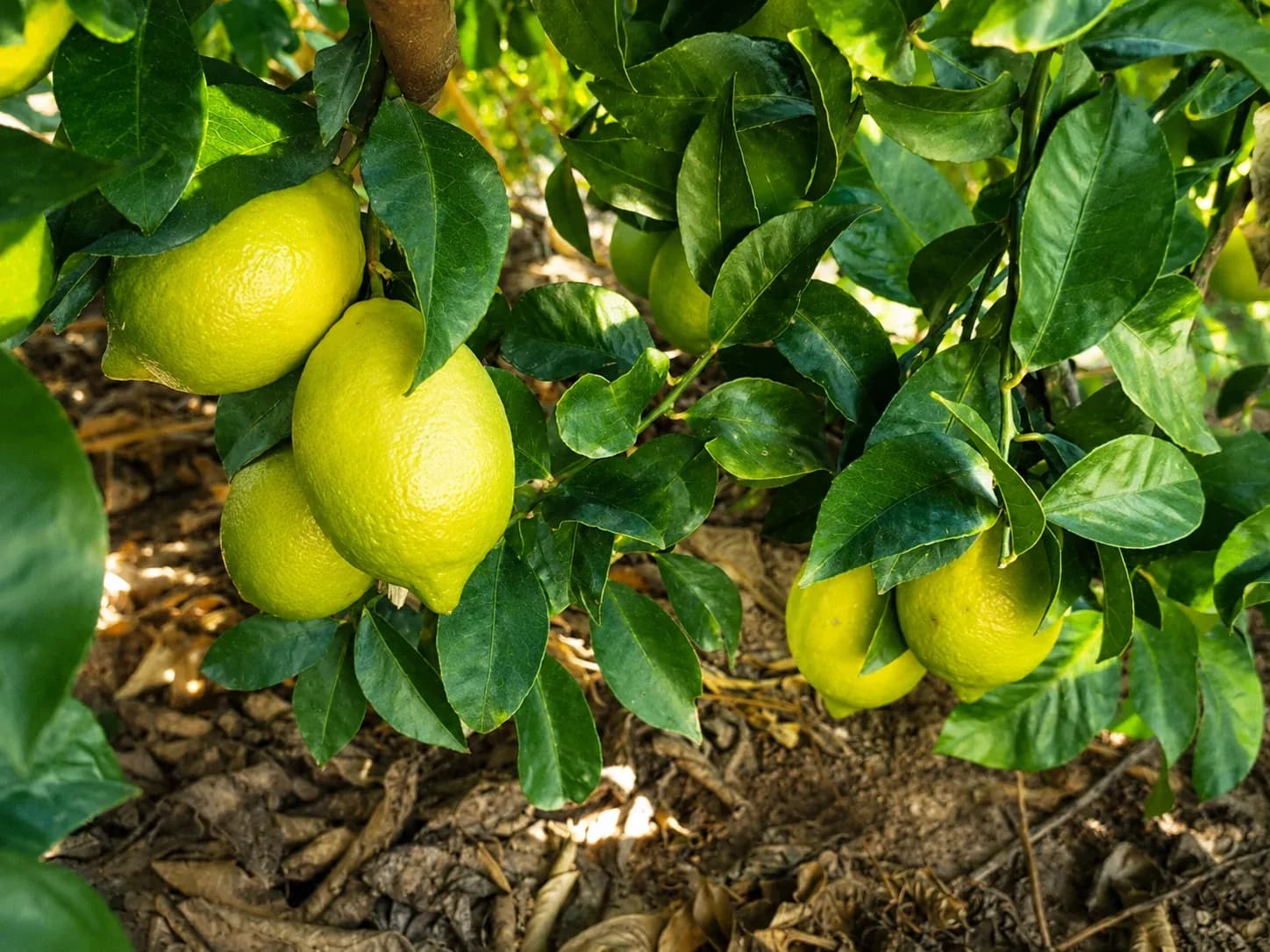 Egyptian lemons on the tree