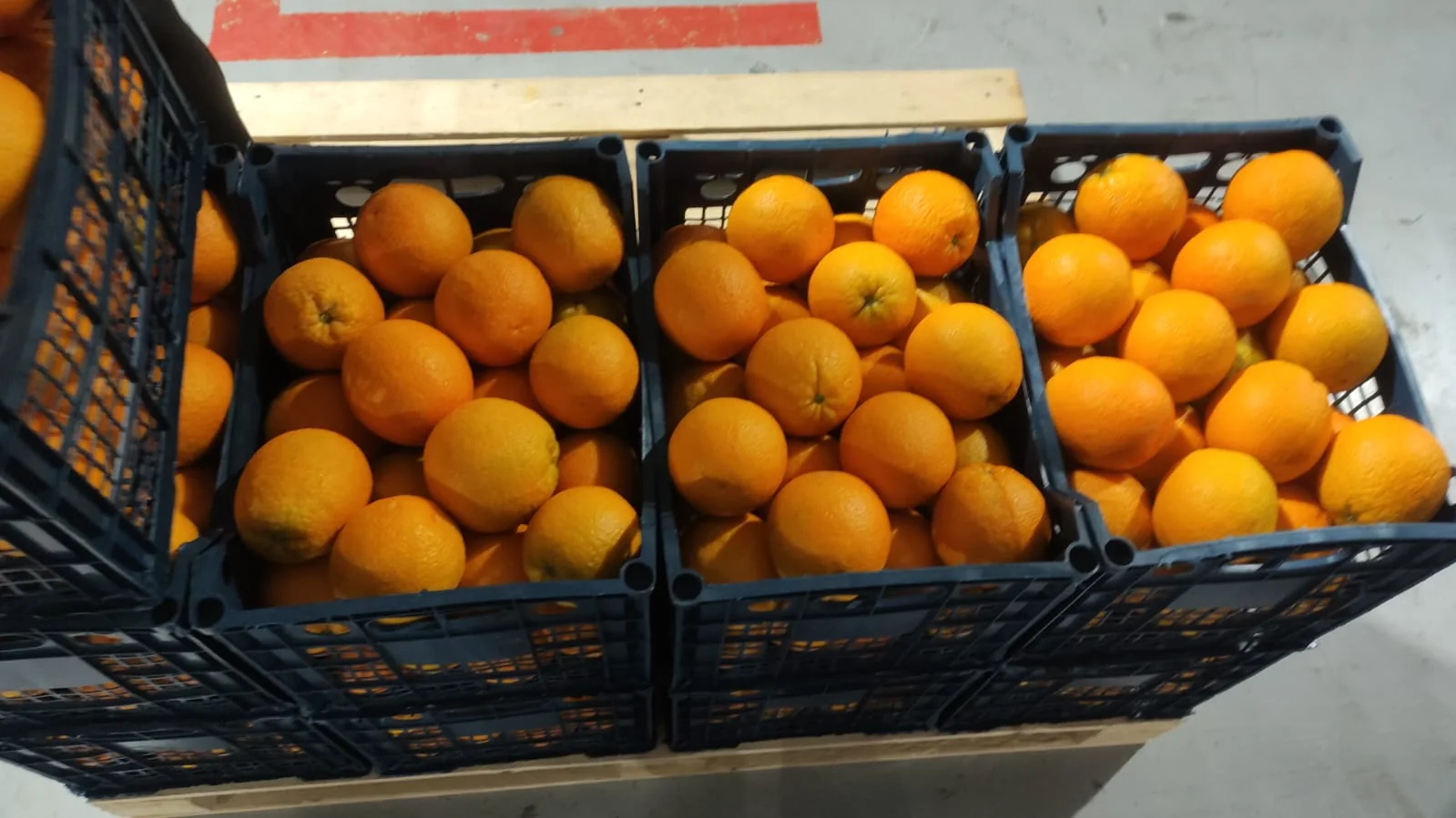 Egyptian oranges in export crates
