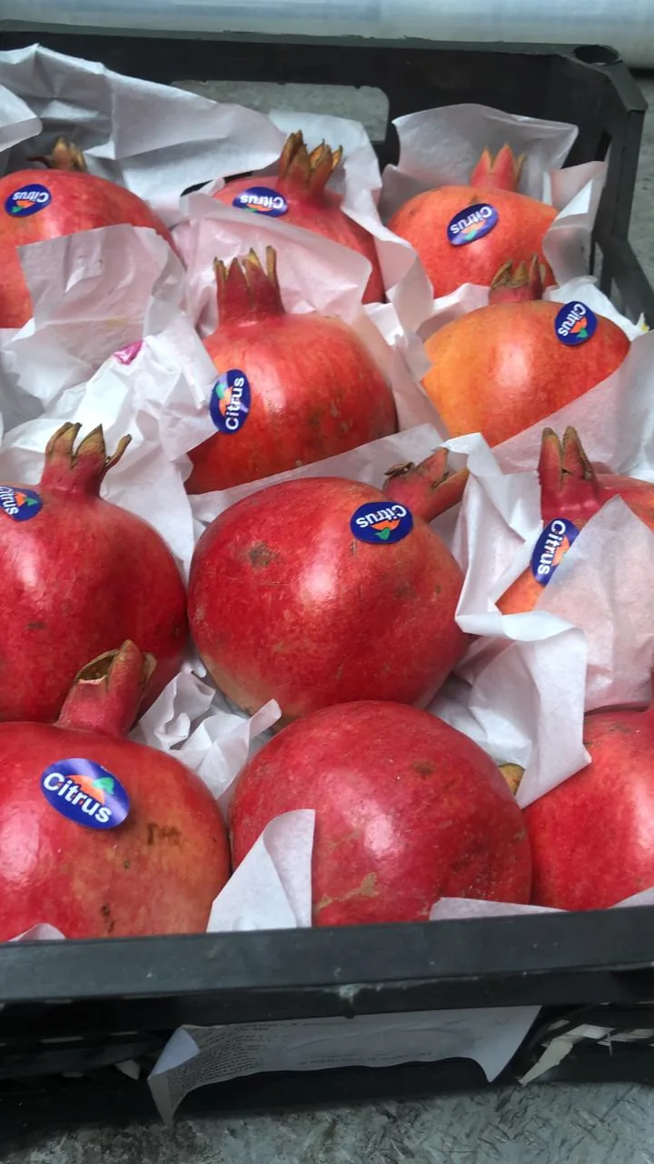 Egyptian pomegranate programme